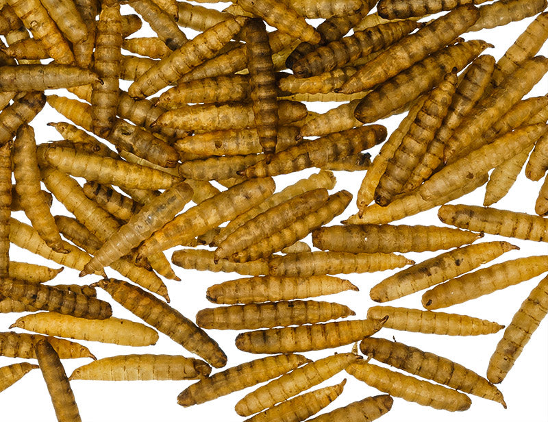 Hermetia Larven (Soldatenfliegenlarven)-gemahlen