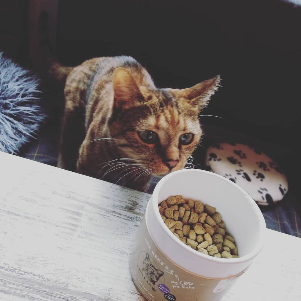 Katzenkekse - Katzenminze mit CBD