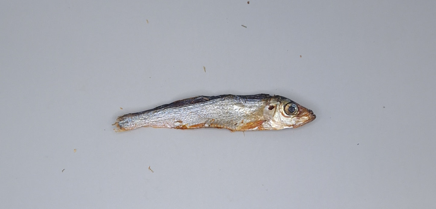 Sprotte Fisch