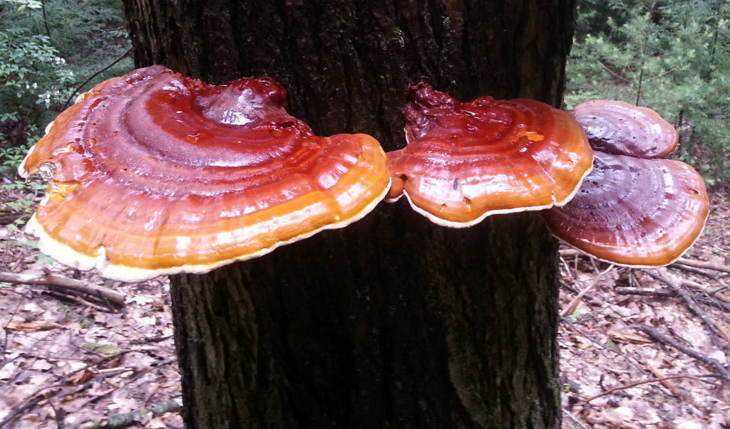 Reishi Bio Pulver